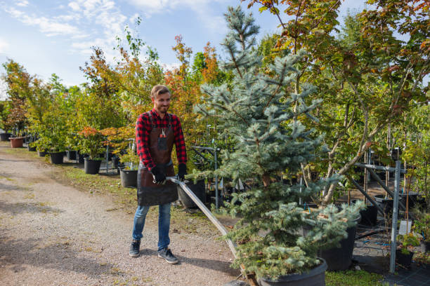 Reliable Estancia, NM Tree Service Solutions